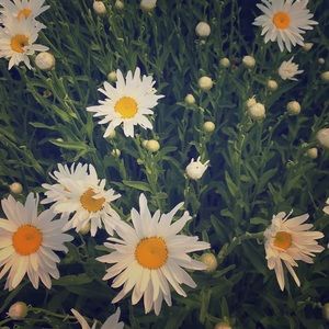 Meet your Posher, Desiree